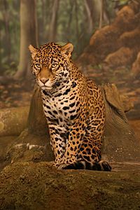 200px-jaguar_sitting.jpg